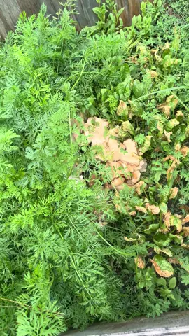A post by @ on TikTok caption: #garden @Carmen in the Garden @VeryGoodGardening @Gardening with Tara 