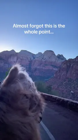 A post by @brodiethatdood on TikTok caption: So glad I’m able to show him the world. #dogdad #goldendoodle #traveldog 