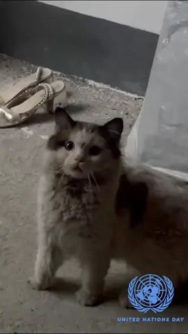 A post by @flashyflashsenkouzanshin on TikTok caption: I adopted them from my local animal welfare group. with Peace Challenge　from  Stray Cat HOUSE#straycat #cutecat#Peace#peaceful #love#猫ちゃん#猫#戦地#nowar#保護