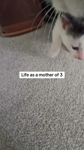 A post by @kittenheavenpov on TikTok caption: Stressful 😅 #catsoftiktok #catspov #catcam #catswithcameras 