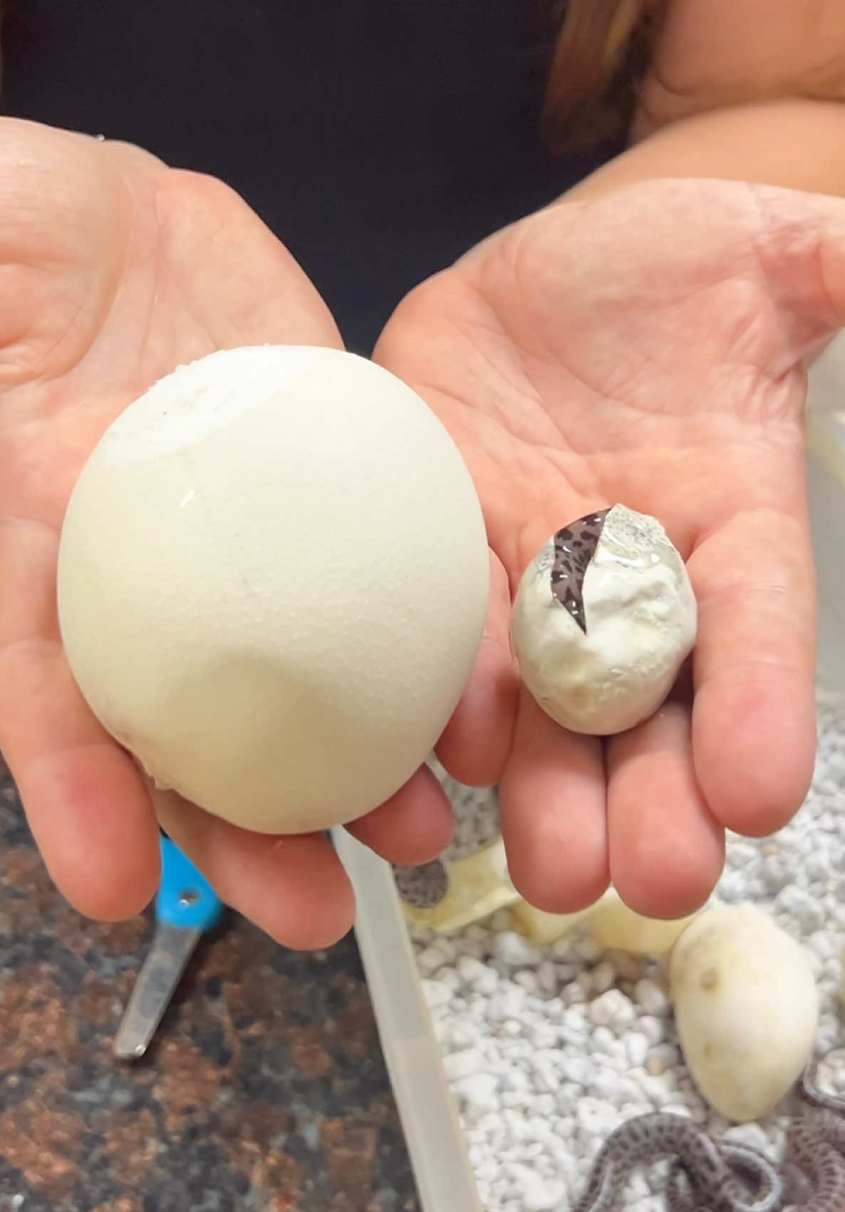 A post by @thereptilezoo on TikTok caption: Which egg came from a 20 foot snake and which one came from a 3 foot snake?😅