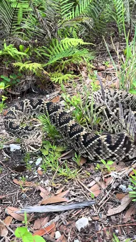 A post by @fishingarrett on TikTok caption: Rescuing native wildlife in the Everglades! #wildlife#snake#yoink#nature#adventure#explore#fyp#crocodiles#alligator#tiktok#adventure#viral#florida#floridacheck#naturevibes#wild#rescue#professional#conservation 