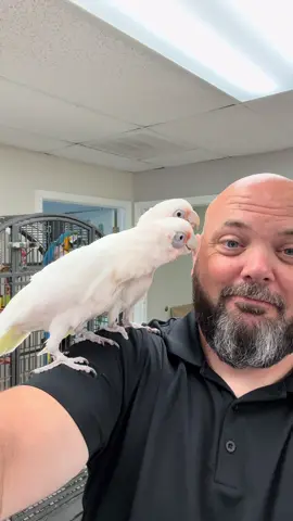 A post by @blueplanetpets on TikTok caption: The look they give you when you keep showing up to the rescue but never take them home! Pookie & Casper are STILL at Parrot Outreach Society, waiting for their people…funny as ever, but getting tired of waiting. #parrot #rescuebird #animalrescue #cockatoo 