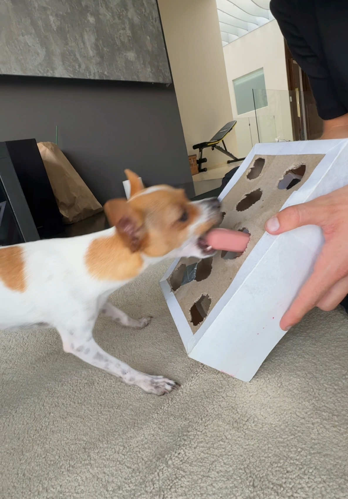 A post by @mariano_razo on TikTok caption: Qué linda se ve😂🐶