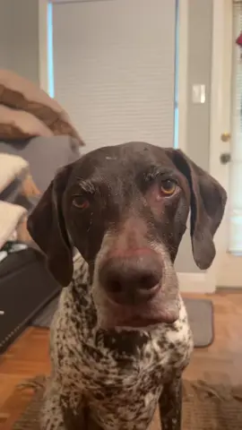 A post by @wyattthegsp on TikTok caption: Never a boring day with Wyatt!😵‍💫 #wyattthegsp #foryoupage #fyp 