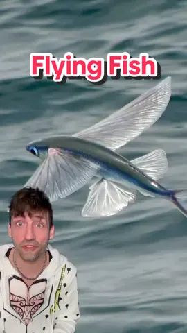 A post by @oddanny on TikTok caption: The fish that can LITERALLY FLY #flyingfish 