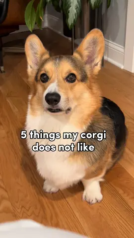 A post by @bradygraffiti_corgis on TikTok caption: 5 on a long list of many 🤣
