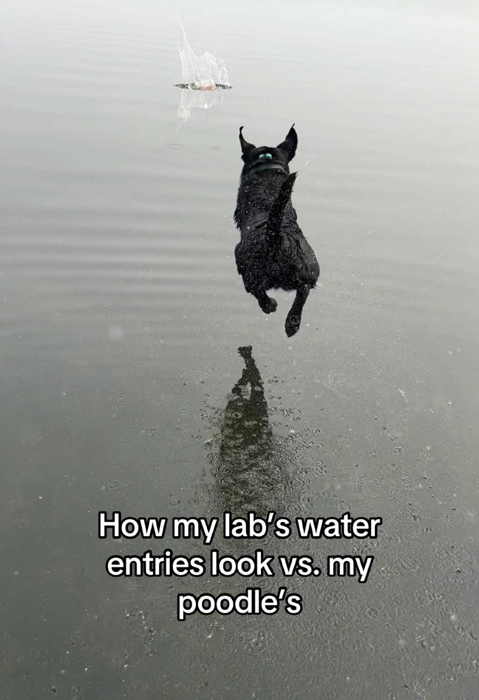 A post by @servicedog626 on TikTok caption: Both water dogs but in different fonts haha! Morrow expects the water to just move out of his way and slams it with his body where as Stitch hops along like a frog 😅 #waterdog #standardpoodle #poodle #labradorretriever #blacklab #dockdiving #lakelife 