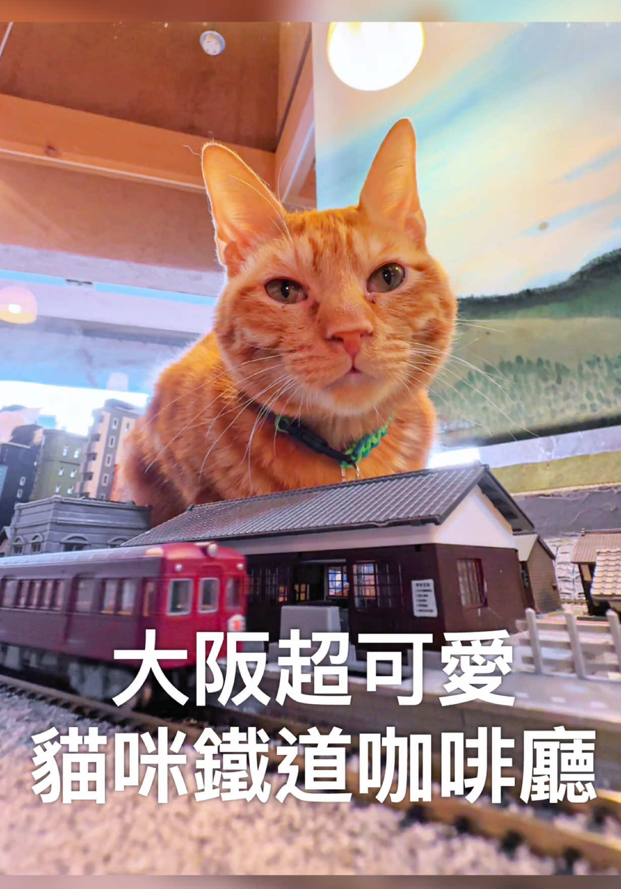 A post by @ygt1016_ on TikTok caption: 大阪超可愛貓咪主題咖啡廳🐱 可以跟貓咪一起吃飯看火車行駛，小火車視角的貓貓，每個都變成巨大貓星人🤣 這裡有超過百隻貓咪，每隻都是收容救援的，也都可以領養喔！ 超特別的咖啡廳必須收藏😍 快傳給你想一起去大阪旅行的人 - 📍大阪。鐵道館食堂 地址：〒543-0045 大阪府大阪市天王寺区寺田町２丁目５−1 石村ビル 1F 營業時間：12:00-14:00/15:00-17:00/18:00-20:00週三公休 #大阪 #大阪景點 #大阪ランチ  #貓咪咖啡廳  #貓咪日常  #osaka #osakacafe  #osakafood  #osakajapan  #大阪美食