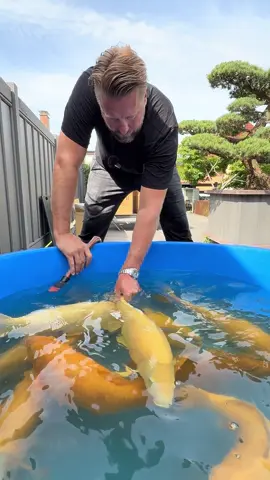 A post by @modernkoi on TikTok caption: Coming soon: Oli Roggisch Karashi-Auction 😋🧡💛                                #konishi #Koi#karashi #carp #konishikoi #teich #pond #japan  #japanesekoi#modernkoi #nishikigoi  #fyp #fypage #foryoupage #karpfen #showa #sansai #tosai #nisai #explorepage #ikeage