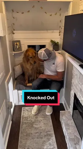 A post by @aguyandagolden on TikTok caption: Our #3 most viral video with 286.9 million views…”knocked out!” #dog #goldenretriever 