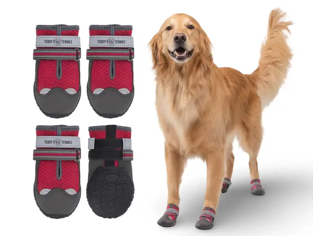 A post by @aguyandagolden on TikTok caption: Teddy’s Tennies are officially LIVE! 🐾🔥 You asked…we delivered. Redesigned for comfort, function, and style so your pup can strut the sidewalk like a runway. 👟 Be sure to check the size chart to get that perfect fit! 🛒 Shop now at www.aguyandagolden.com or hit the link in bio! #TeddysTennies #DogShoes #GoldenRetrieverStyle #PupFashion #aguyandagolden 