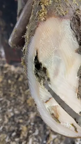 A post by @natethehoofguy on TikTok caption: What came first..the rock or the defect…. #natethehoofguy #fyp #foryoupage #hooftrimming #hoofcleaning #hoofpicking #oddlysatisfying #bedtime #naptime #hoofcare 