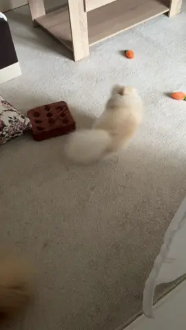 A post by @bianca.ana.maria__ on TikTok caption: #pomeranian #funnyy #foruyou #😂 