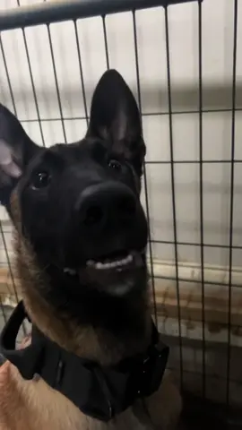 A post by @maligatormom on TikTok caption: Malinois on @Red Bull USA #malinoispuppy #belgianmalinois #malinoistraining #redbull #dogsoftiktok 