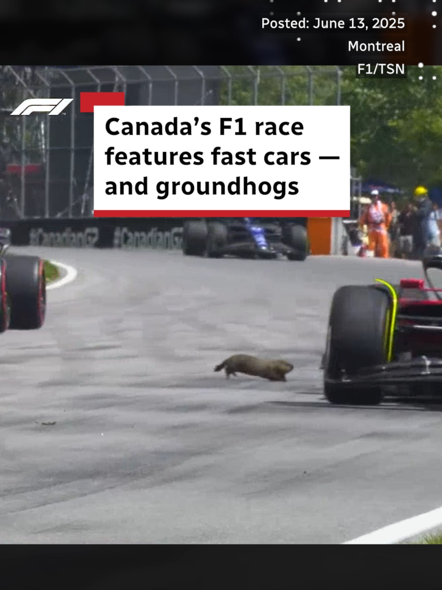 A post by @cbcnews on TikTok caption: The Canadian Grand Prix in Montreal may be known for its fast cars, iconic hairpin turn and infamous Wall of Champions, but could the local groundhogs be the real stars of the Formula One race? #Groundhog #Woodchuck #F1 #FormulaOne #Montreal #CanadianGP #GrandPrix #CBCNews