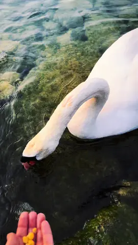 A post by @nataliavalervna on TikTok