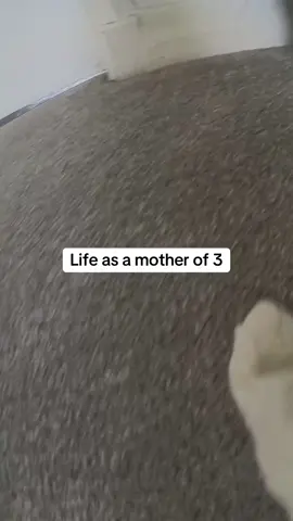 A post by @kittenheavenpov on TikTok caption: Stressful 😅 #catsoftiktok #catspov #catcam #catswithcameras 