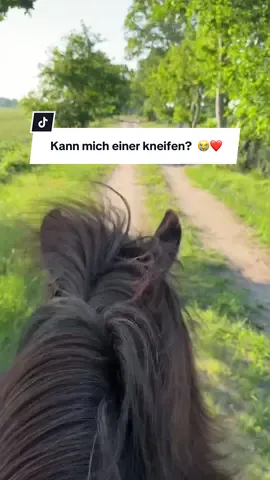 A post by @chaospony_ on TikTok caption: Kann mich einer kneifen? 😭❤️ Für einige selbstverständlich, für mich mein größter Traum! ✨ #asmrjanina #fyp #fypage #fürdich #fy #trendiing #viralvideo #vlog #MaestriDelPov #equestrianlife #foryoupage #horsesoftiktok #tölt #isländer #islandpferd #icelandichorse #foryoupage 