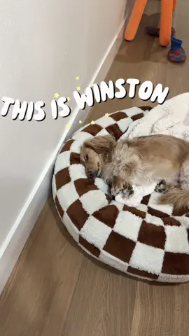 A post by @winston_da_ween on TikTok caption: One's chaotic good. The other's just...chaotic. But they both agree on @Open Farm Pet  From now until June 23rd, Open Farm is offering 30% off your first order (auto-ship only) with code "WELCOME30" #openfarmpartner 