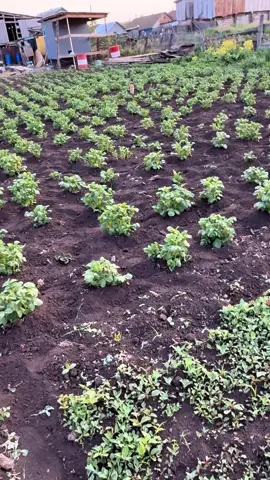 A post by @aidarkin on TikTok caption: У меня кошка вместо собачки