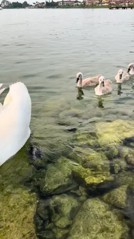 A post by @nataliavalervna on TikTok