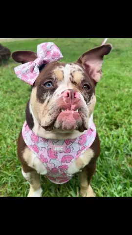 A post by @kendracoleeex on TikTok caption: @Jersey Border Collars best selling harness for 2 years now! 😍 #dogmom #dogsoftiktok #bulldog #ilovepink 