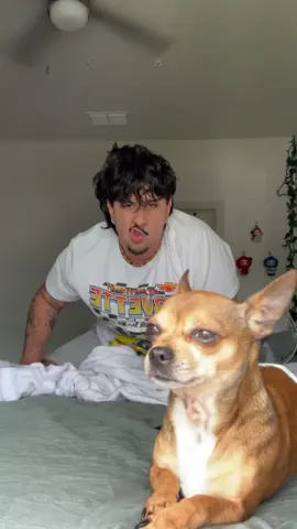 A post by @kodasteven on TikTok caption: gimli moment @EreborPupBros  #kodasteven 