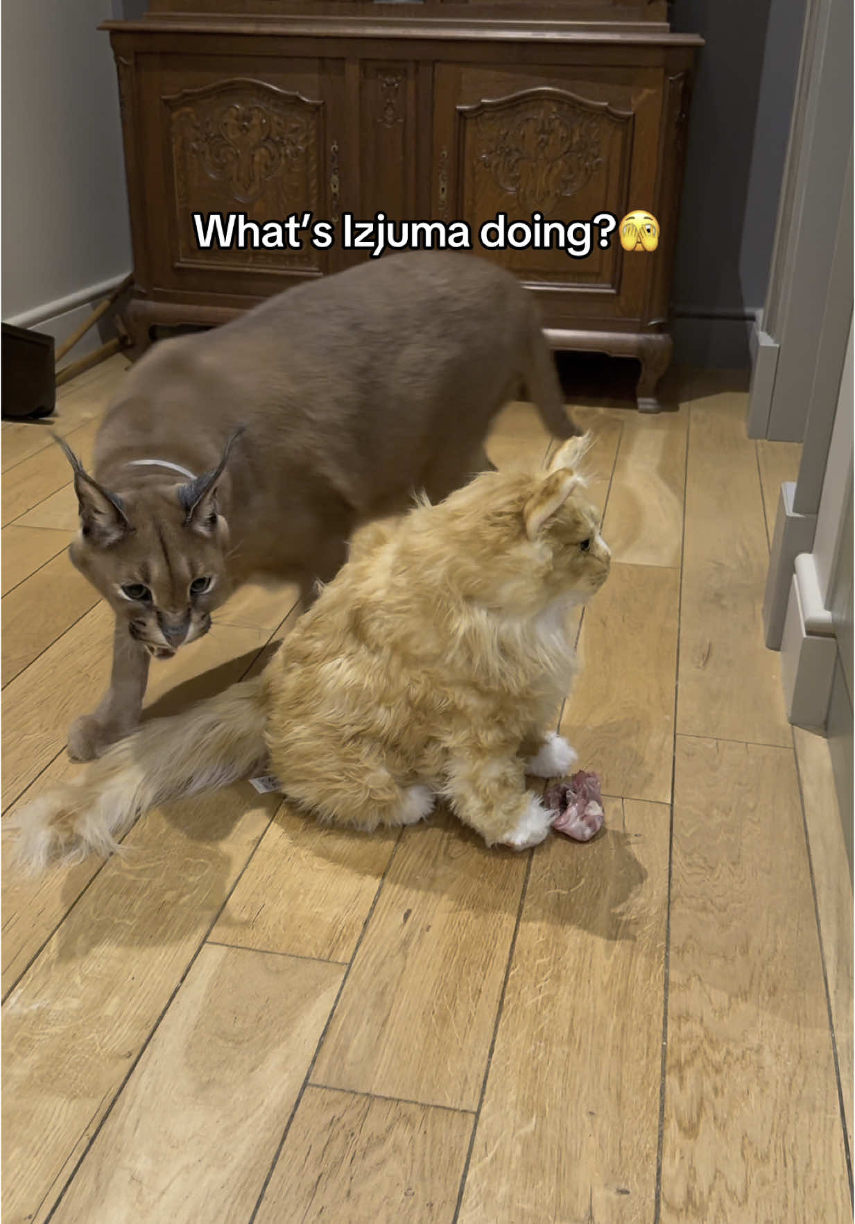 A post by @pumbacaracalofficial on TikTok caption: Izjuma? #petsies 