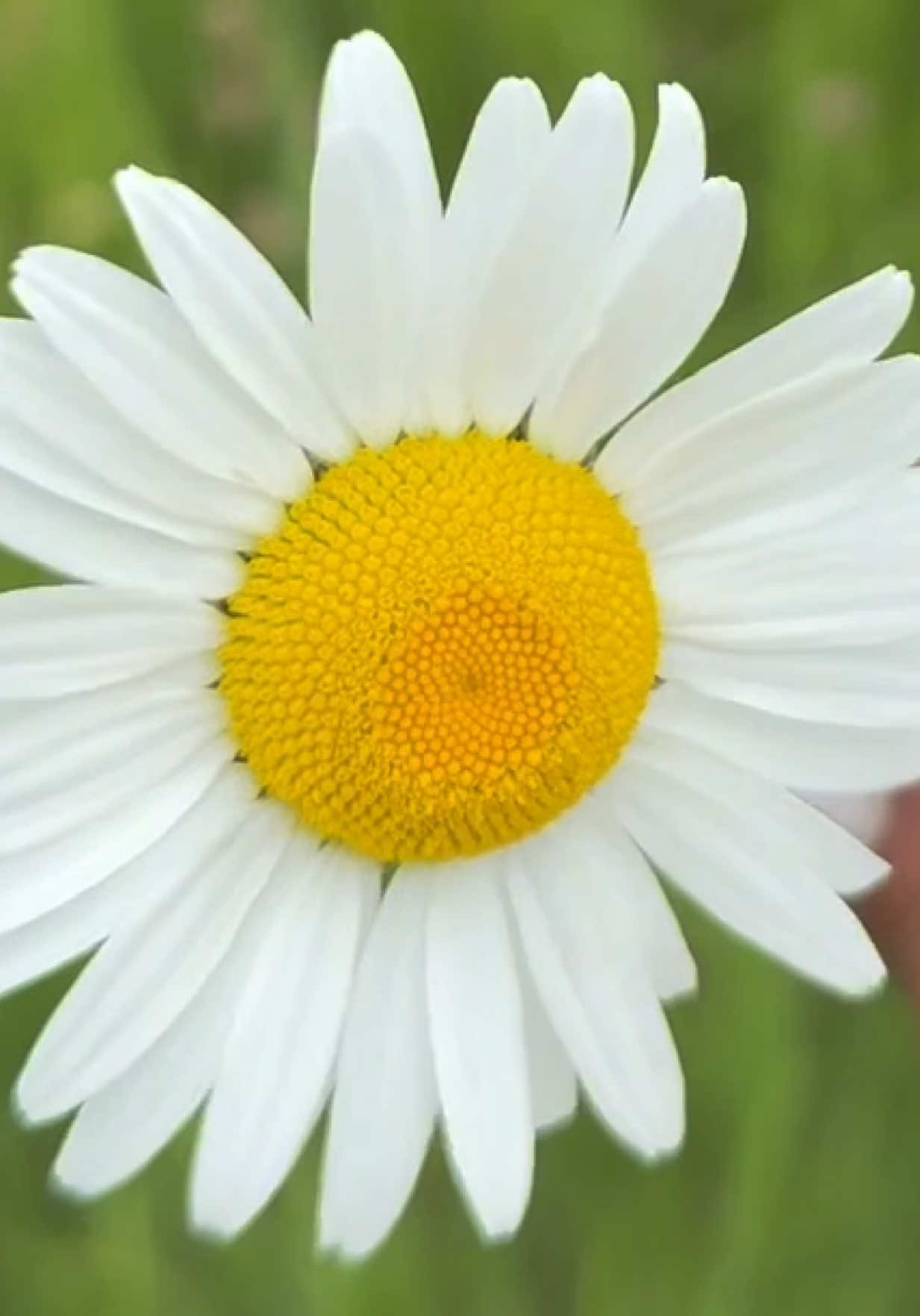 A post by @useless_farm on TikTok caption: 🌼 (extended video with Stanley over on yt&fb)