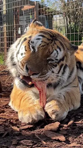 A post by @wildcatridgesanctuary on TikTok caption: Atticus GRROMBLE CRUNCH ASMR 🍖 Atticus tiger is one of the largest tigers at WildCat Ridge Sanctuary. He weighs over 300 lbs and with a bite force of over 1,000 psi, you can count on us to stay out of his way!   Happy Friday the 13th! 👻🦴 #tiger #notapet #crunch #feeding #bone #bigcat #CatsOfTikTok #nonprofit #sanctuary #nocontact 