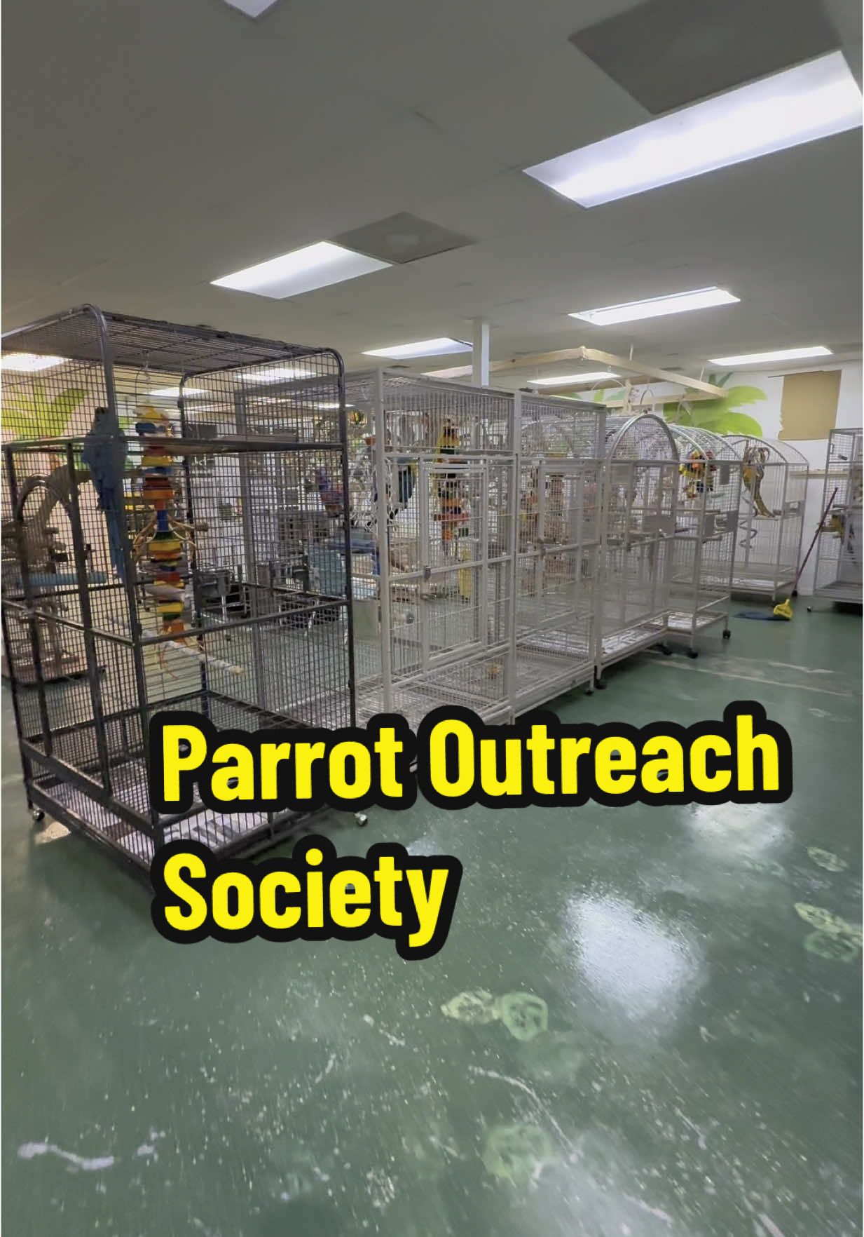 A post by @blueplanetpets on TikTok caption: Walkthrough of the many birds awaiting adoption at @ParrotOutreachSociety #parrot #rescuebird #animalrescue #exoticpets #pets #petbird #birds #florida 