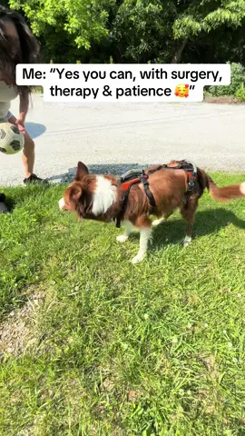 A post by @kendracoleeex on TikTok caption: My favorite story is ours 🥹❤️ #fyp #dogmom #heartwarming #againstallodds #paralyzed #bordercollie 
