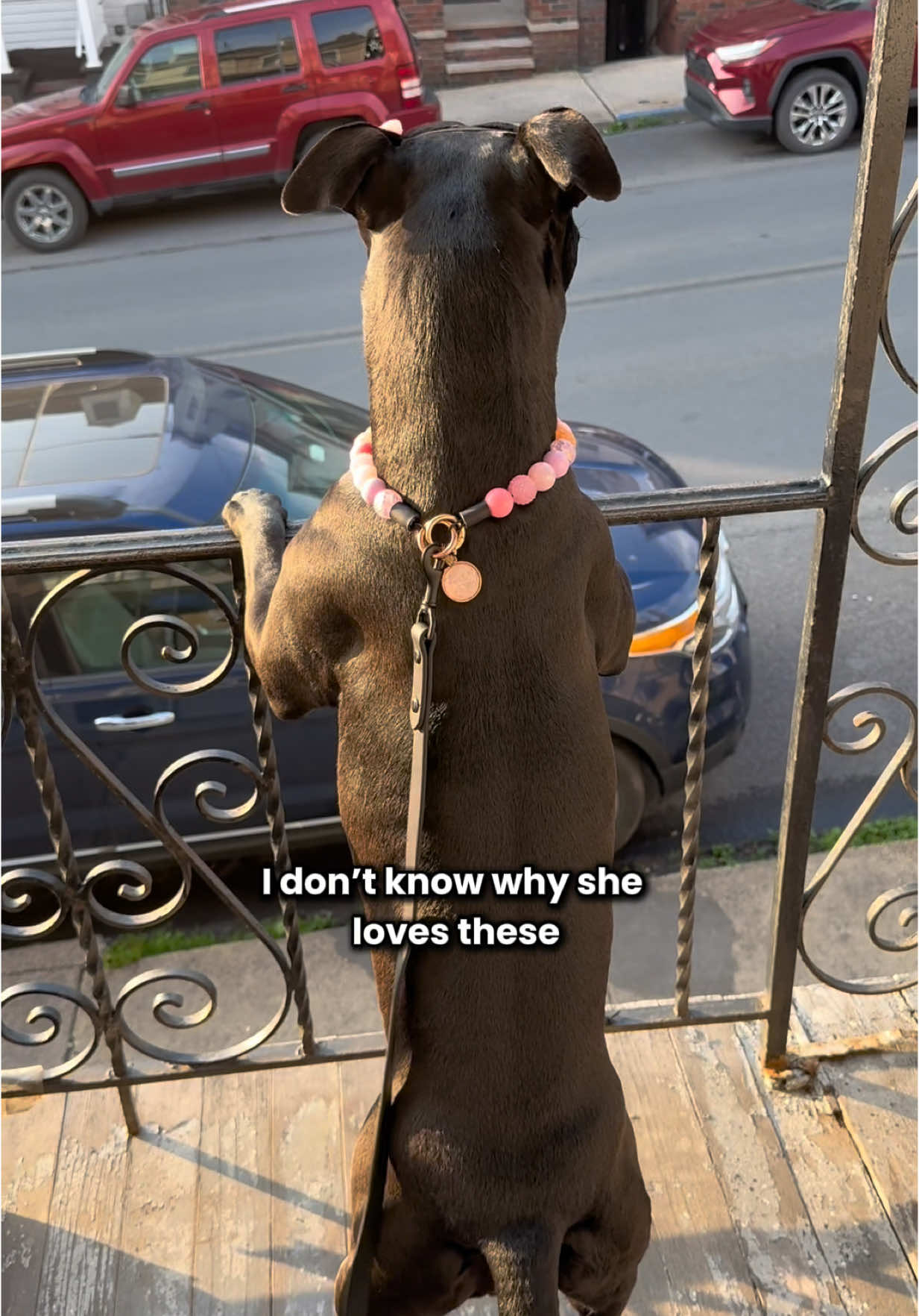A post by @ on TikTok caption: LET’S MAKE A PARADE FOR HER STAT 😭😭😭 florette ears by me @Wildly Cute Bows 🌸  💖 beaded collar @Hypnotic Dog 