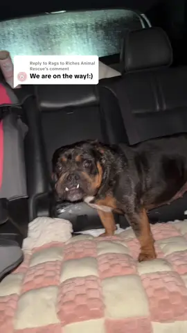A post by @ragstorichesanimalrescu on TikTok caption: Replying to @Rags to Riches Animal Rescue safe ❤️