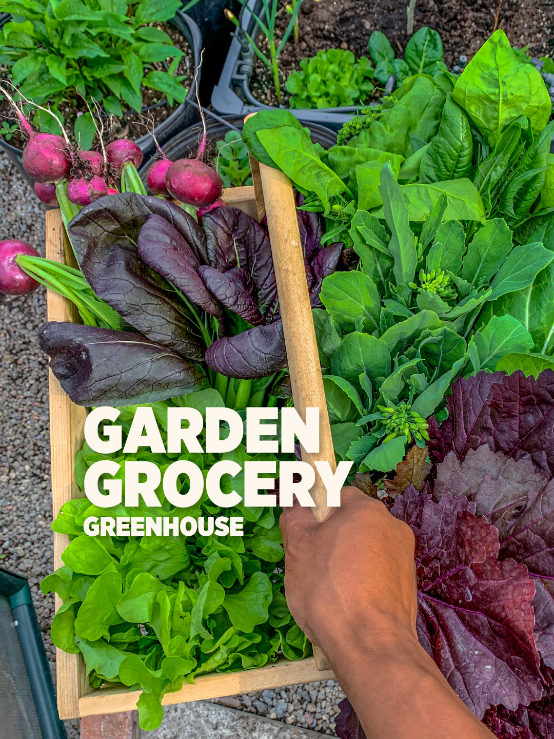 A post by @plantedinthegarden on TikTok caption: Today’s garden grocery harvest: Bo Pak (highly recommend this bok choy variety, absolute monster. Bloomsdale Spinach Amethyst Radish Purple Lady Bok Choy Gai Lan (Chinese broccoli) Purple Mizuna #asmr #asmrvideo #asmrsounds #daily #gardening #fypツ