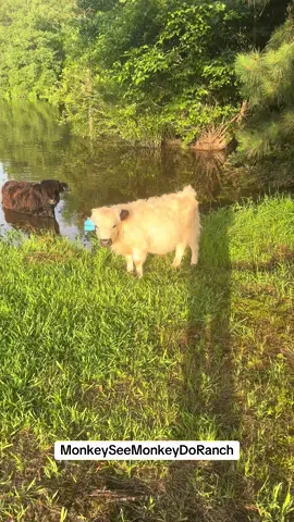 A post by @monkeyseemonkeydoranch on TikTok caption: Afternoon on the Ranch❤️#MonkeySeeMonkeyDoRanch #minimoomafia #ranchlife #highlandcow #cow #donkey #welovethem #livingmydream #blessed #thankyouforyoursupport #thankyoujesus #fypシ #fypシ゚viral #fyppppppppppppppppppppppp #fypchallenge #fyp 