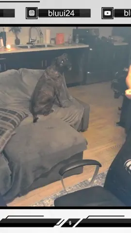 A post by @bluui24 on TikTok caption: She snatched that 🤣🤣 #fypシ゚ #sandiego #dogsoftiktok #dogs 