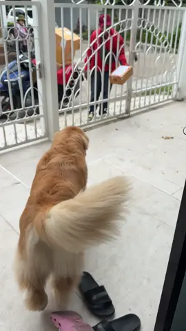 A post by @japanfriends on TikTok caption: ขออวดลูกชายหน่อยยย  #จุ๊มเหม่งเจไดใจดี 