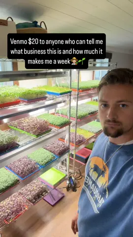 A post by @blohmtreezy on TikTok caption: Selling $20-$50 a Tray depending on Sales Channel. This is an AMAZING Side Hustle for 5-10 hours a week. #growyourownfood #indoorgarden #sidehustleideas #healthyfood #businessideas #indoorfarming #gardeninspiration 