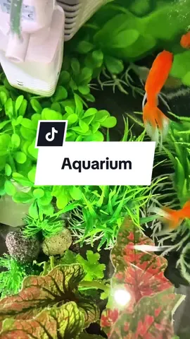 A post by @atelier_art_bi on TikTok caption: Beugu na perroquet dh, diap lene ci #artbi #artbidiayoul #atelierartbi #senegalaise_tik_tok #senegal #galsen_tiktok #aquarium #aquariumfish #aquapark 
