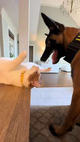 A post by @maligatormom on TikTok caption: Dennis the cat and Lucid the malinois puppy #malinois #malinoispuppy #malinoistraining #dogandcat #catlife #doglife 