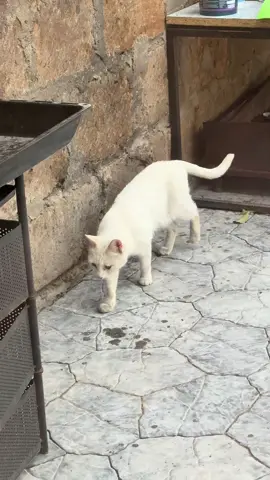 A post by @222lava_official on TikTok
