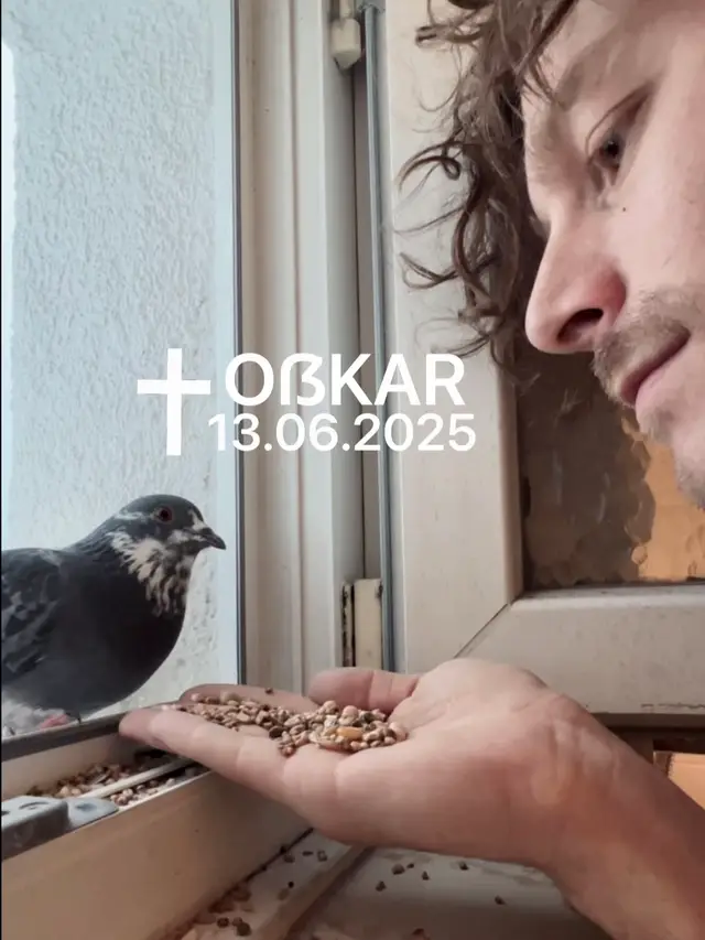 A post by @malte.zierden on TikTok caption: pass auf dich auf, da wo du jetzt bist 💔 Ihr könnt euch nicht vorstellen, wie schlimm es ist, wenn Tauben an PMV erkranken.