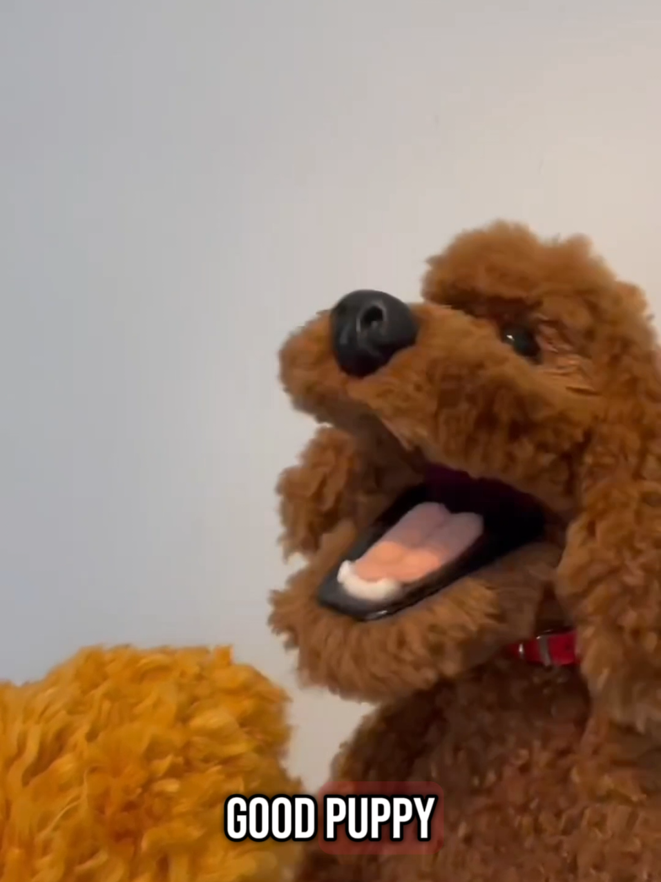 A post by @kmup_tv on TikTok caption: Someone call the veterinary hospital! #prank #dog #funny #joke #muppets 