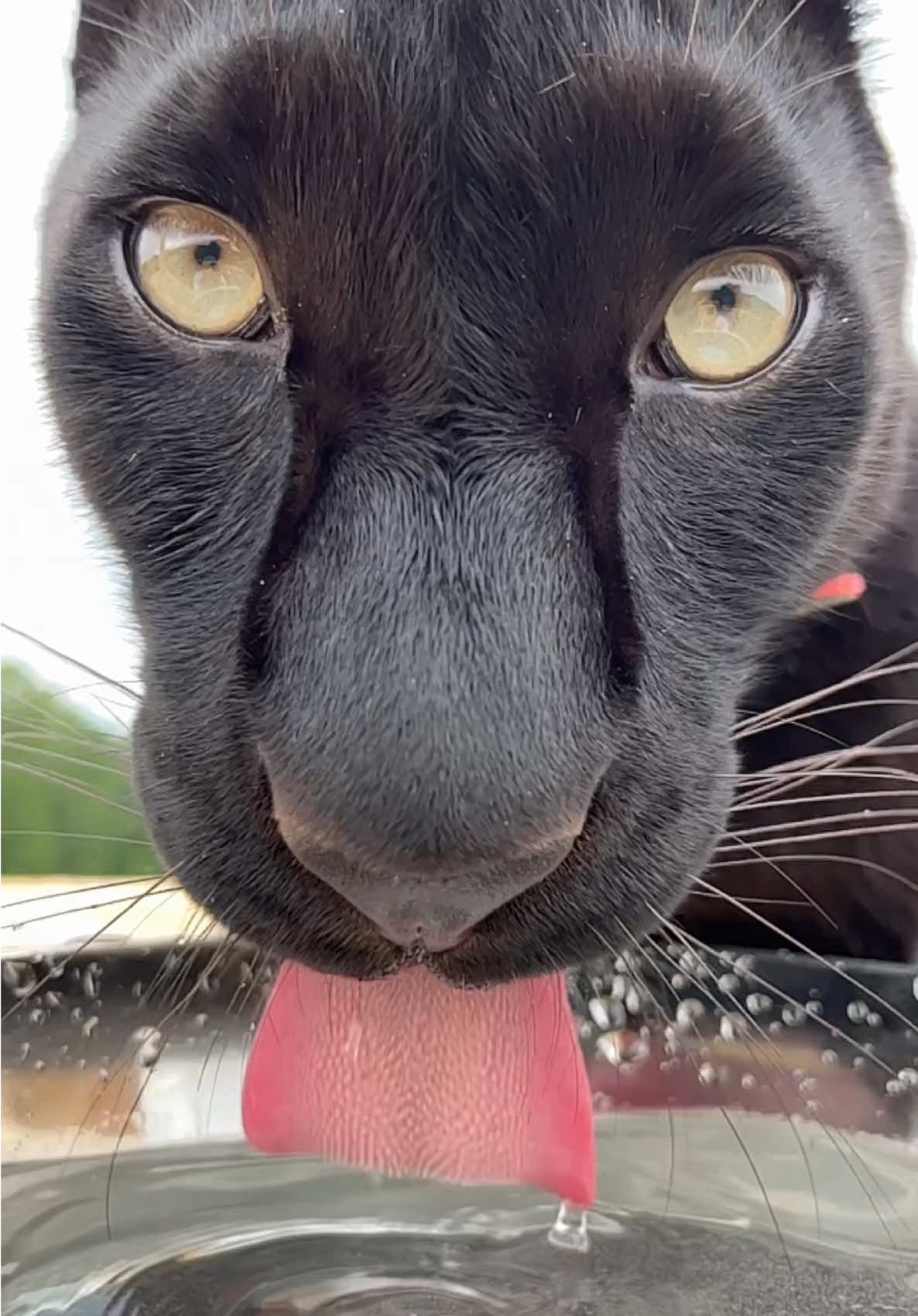 A post by @luna_the_pantera on TikTok caption: Hot summer 🥵