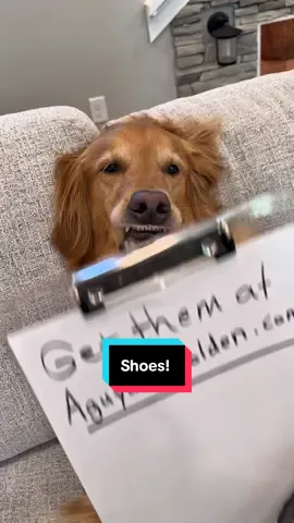 A post by @aguyandagolden on TikTok caption: I interrupted Teddys afternoon nap for this….he fell asleep 3 times. The least you could do is check them out! 