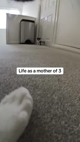 A post by @kittenheavenpov on TikTok caption: Stressful 😅 #catsoftiktok #catspov #catcam #catswithcameras 