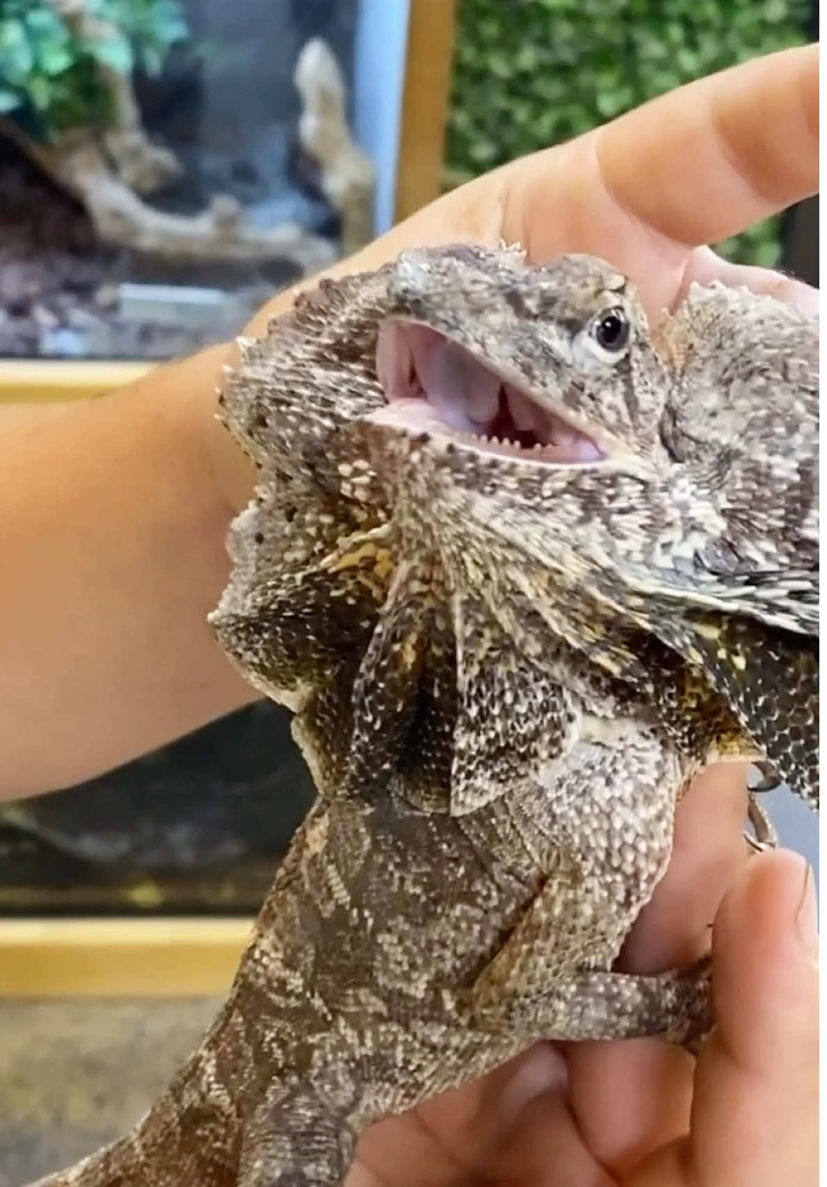A post by @thereptilezoo on TikTok caption: Frill Dragons are the ultimate catfish😅 When those frills are up they sure can look intimidating but behind those frills ain’t much intimidation👀 Luckily those frills are usually enough to scare away any potential predators😂