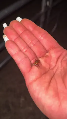 A post by @useless_farm on TikTok caption: I just know Owl City is SWEATING rn